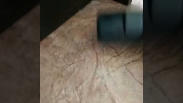 Убийство майского жука