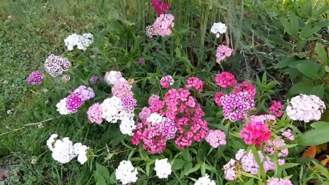 Природа вокруг нас...🍀🌺/Июль 2023 год#влогдомохозяйки #benita_life_vlog #villagelife #summer смотреть онлайн