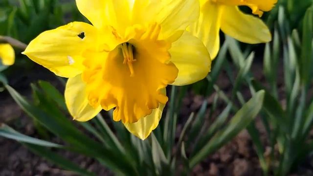 Весенняя Нежность.Музыка и Цветы.(Beautiful Flowers)....