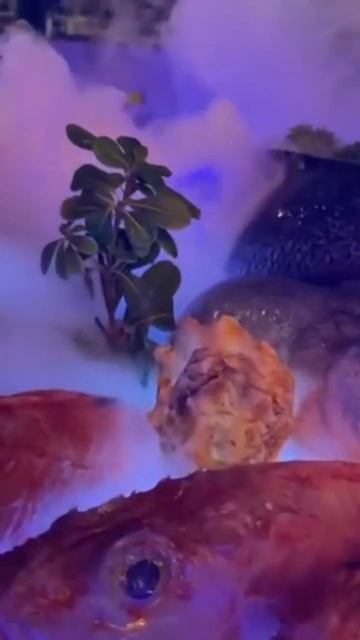 Дары моря #алания #keşfet #турция#отдыхвтурции#ресторан#рыба#keşvet#отелитурции смотреть онлайн