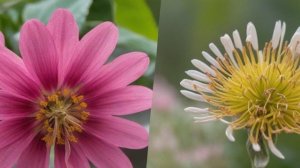 Как цветет гранат и как выглядят цветы граната - Деревья