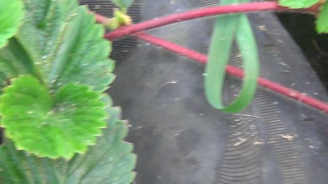 Кусты клубники нарастили растительную массу , усики, пора рассаживать смотреть онлайн