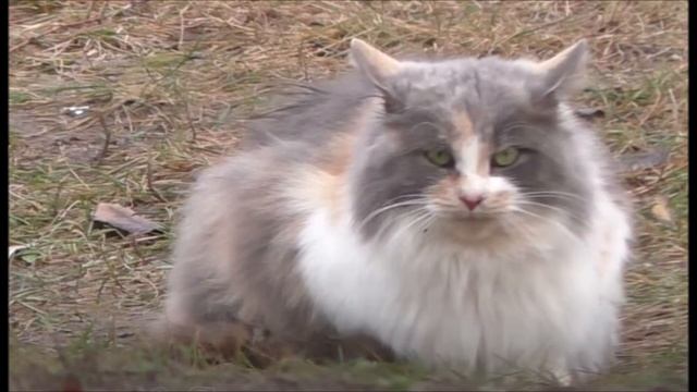 Фильм мой город смотреть онлайн