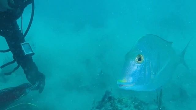 Megalodon Tooth Diving Kiss Rebreathers team, Wrightsville Beach Diving offshore North Carolina 202 смотреть онлайн