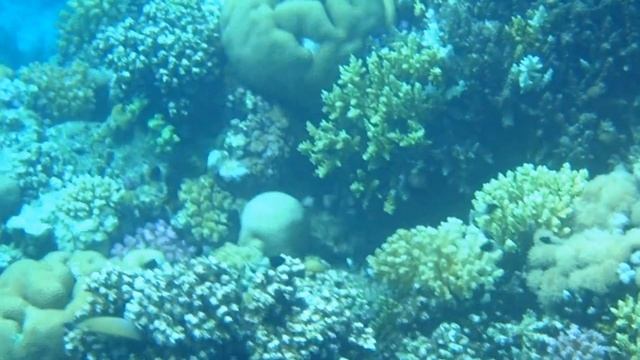 Красное море. В кораллах 1 смотреть онлайн