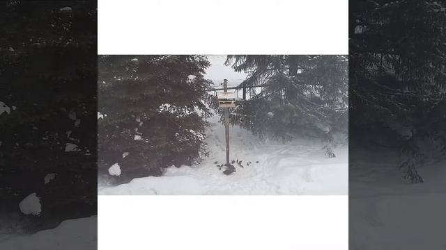 Птичья столовая. смотреть онлайн