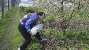 Сливы и вишни будет немерено если полить этим деревья во время цветения!