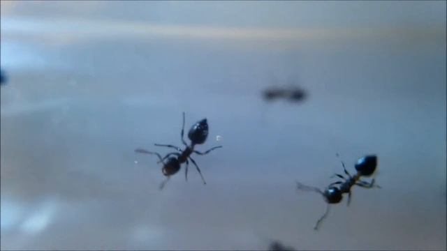 My Crematogaster sp. Colony 11-28-14 смотреть онлайн