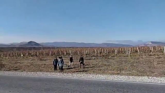 Экологическая акция "Посади своё дерево в Коктебеле" - Коктебель 23.11.2019 г. смотреть онлайн