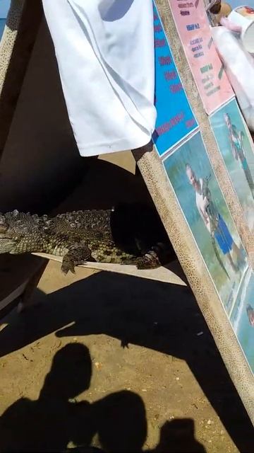 Крокодил Лунтик на пляже Одиссея в Анапе смотреть онлайн