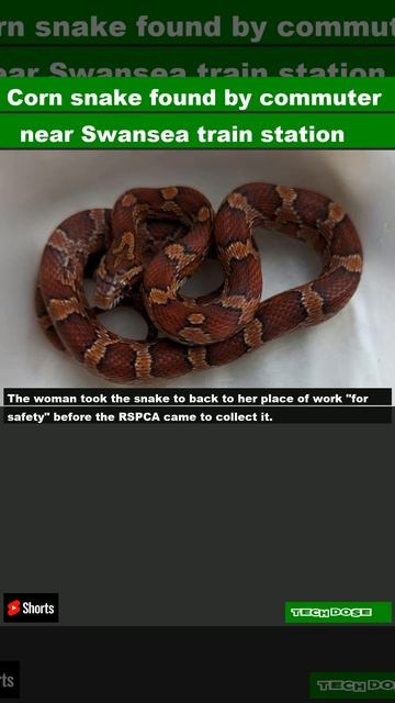 Corn snake found by commuter near Swansea train station|#shorts смотреть онлайн