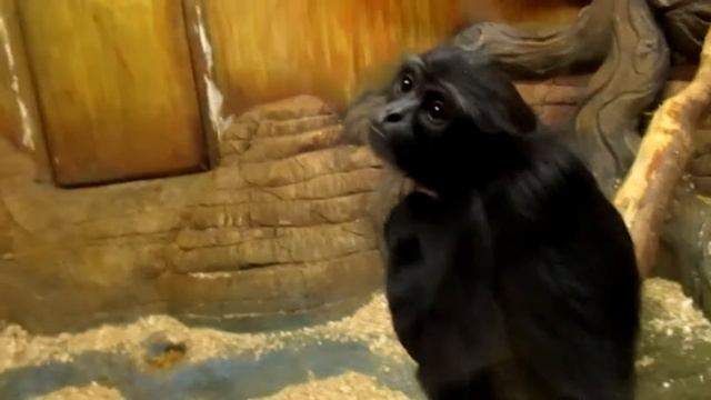 привет я рома смотреть онлайн