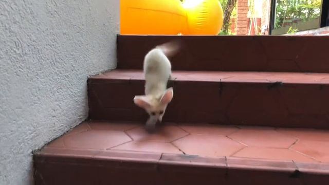 Fennec fox LOVE first time Down the Stairs hahaha, so smart смотреть онлайн