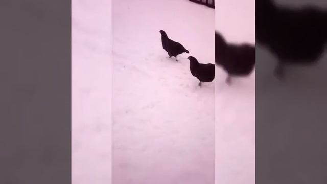 Пони в снегу + наши животные!🙂 смотреть онлайн