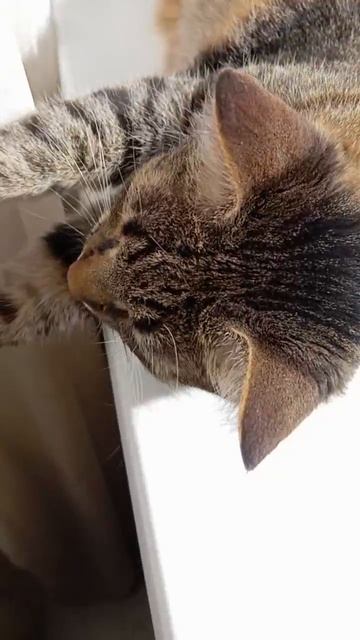 Шерстяные кайфушники! :) смотреть онлайн