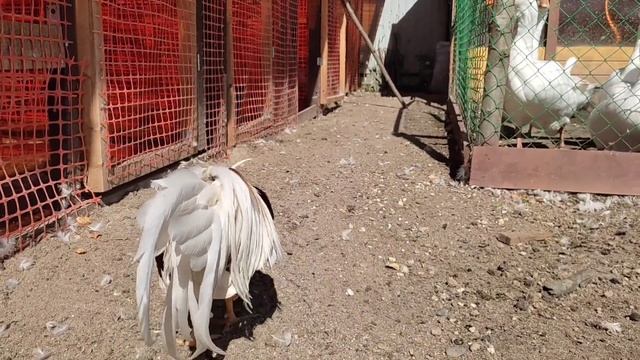 Йокогама на свободном выгуле