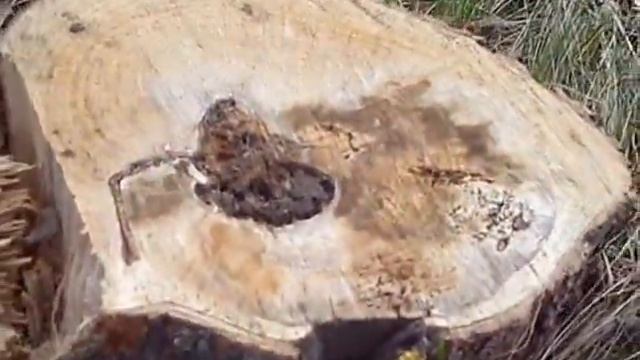 Размышления о том как лучше заниматься упражнениями Око Возрождения.