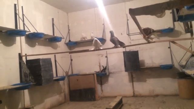 Андижанские голуби Сардорбека Абдуллаева (Андижан) узбекские голуби смотреть онлайн