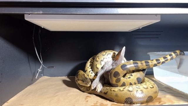 Green Anaconda “Amara” eats rabbit🐍🐇| ⚠️Warning Live Feeding⚠️ смотреть онлайн