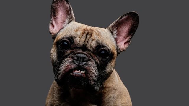 Small Dog Growling & Barking Sounds 🐶 Small Angry Dog Sounds смотреть онлайн