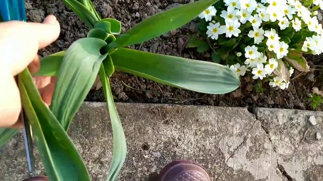 Осваиваемся на даче...