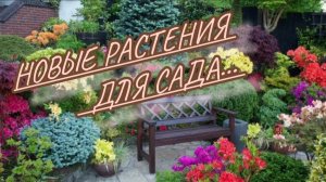 Новые Растения для сада. Многолетние кустарники которые стоит посадить в саду!