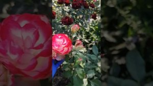 Обзор роз, Розоман Жанон, Юбилей принца Монако