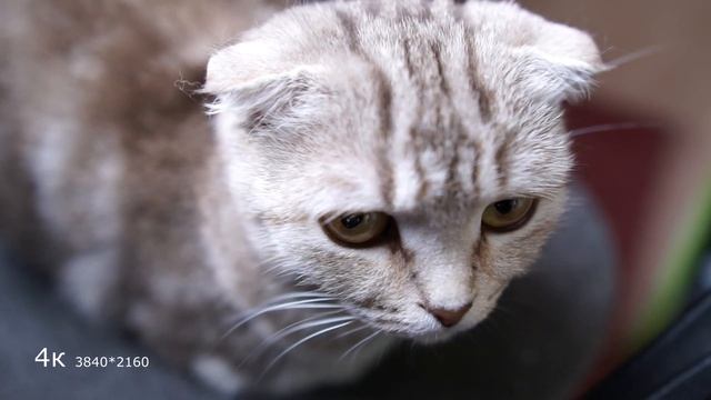 Рыбки 4к смотреть онлайн