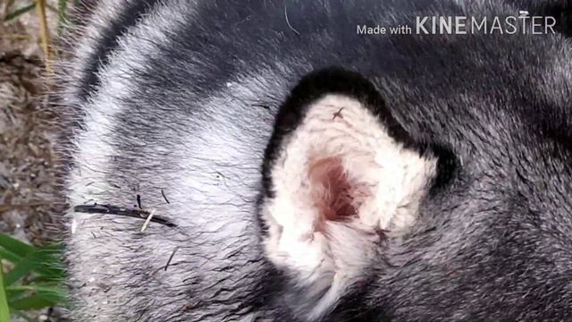 Хаски Роня на лимане смотреть онлайн