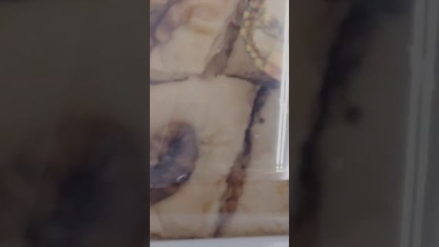 #москва #ашаннапролетарском #сладостидлярадости зависла в сладостях СЛАДОСТИ ДЛЯ РАДОСТИ смотреть онлайн