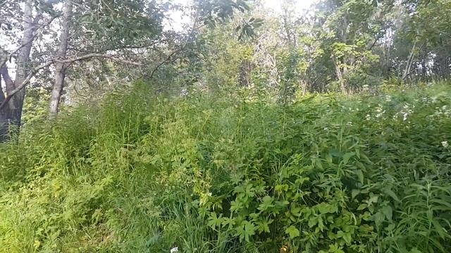 20180805 Ночная стоянка в лесу у Тронденес смотреть онлайн