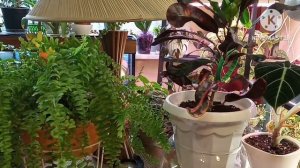 Цветы по обмену