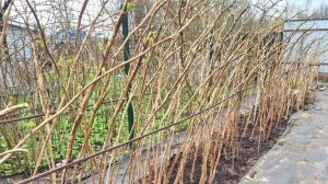 Весенняя обработка малины