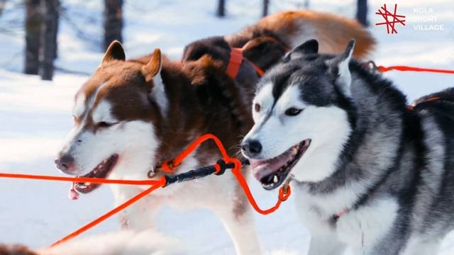 горнолыжные курорты России Хибины спортивная езда на собаках картинг хаски собаки Мурманская област смотреть онлайн