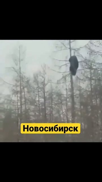 Новосибирск медведи 2021 смотреть онлайн