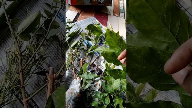 plant unboxing 💐 смотреть онлайн