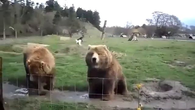 Приколы с животными Забавные мишки смотреть онлайн