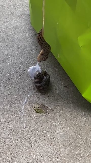 Mating? Slugs смотреть онлайн