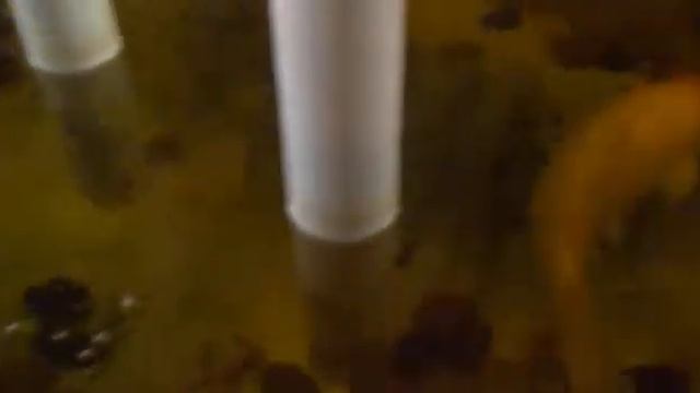 РУЧНЫЕ РЫБЫ смотреть онлайн
