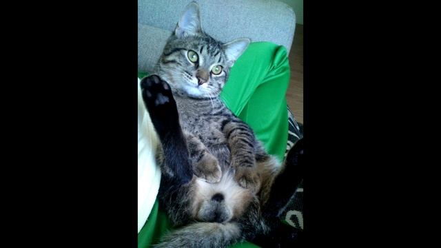 БРС а вот это видел? смотреть онлайн