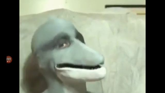 DOLPHIN MUZZLE