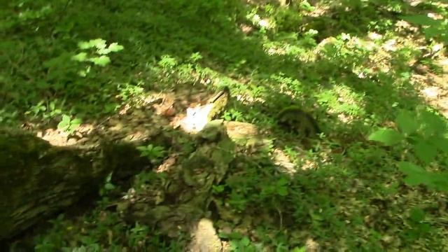 Открытие Грибного Сезона на Кубани 2024г. Первые летние грибы: Невероятные Белые грибы, Гриб Баран смотреть онлайн