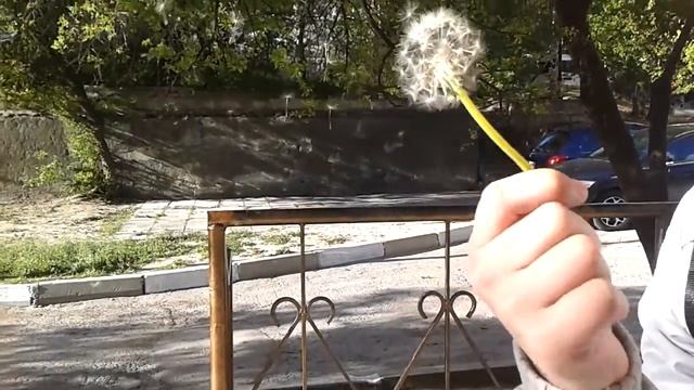 Очень красивый одуванчик.