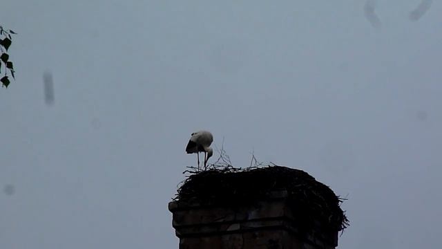 Аист в усадьбе Знаменское-Раек смотреть онлайн