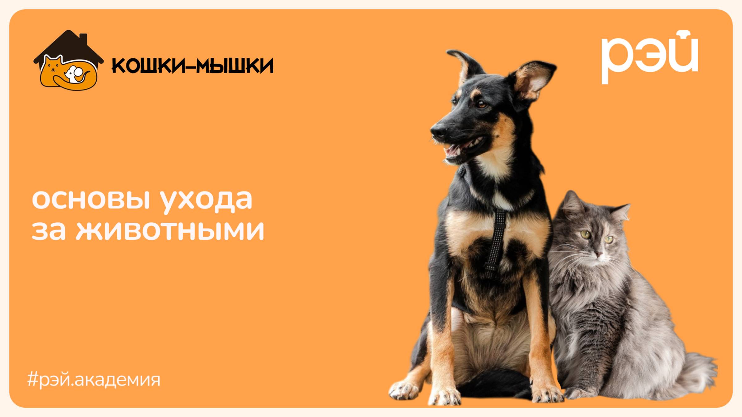 Основы ухода за домашними животными смотреть онлайн