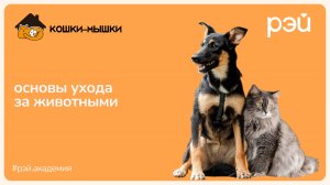 Основы ухода за домашними животными