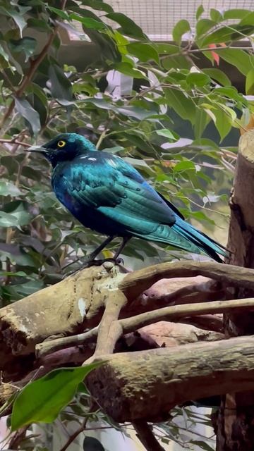 Grünschwanzglanzstar (Greater Blue-Eared Starling / Laprotornis chalybaeus) смотреть онлайн
