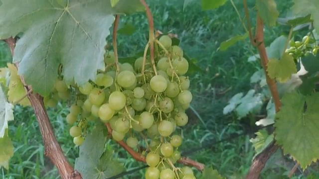 Виноград кишмиш Мускатный. 16.08.2023 смотреть онлайн