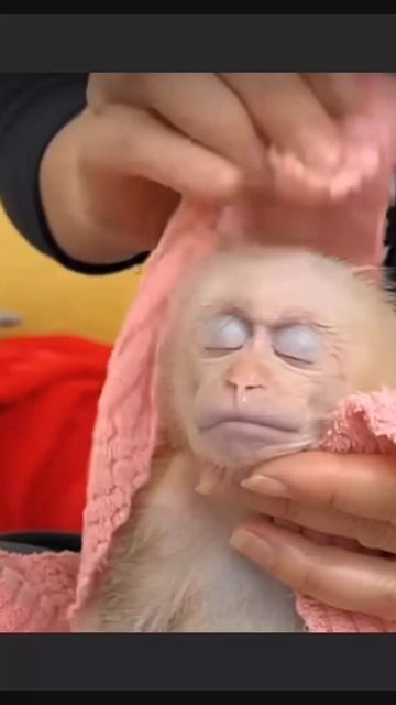 Какая чистюля! 1000001417.mp4 смотреть онлайн