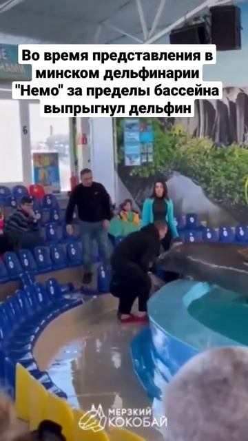 Во время представления в минском дельфинарии "Немо" за пределы бассейна выпрыгнул дельфин смотреть онлайн